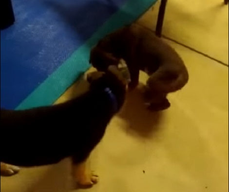 Two Super Cute Pups Are Playing Their Customized Game Of Tug-Of-War!
