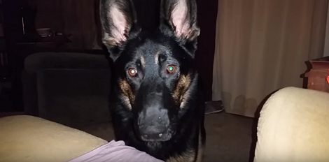 This Adorable Pup Has One Agenda In Mind - Catch That Tail!