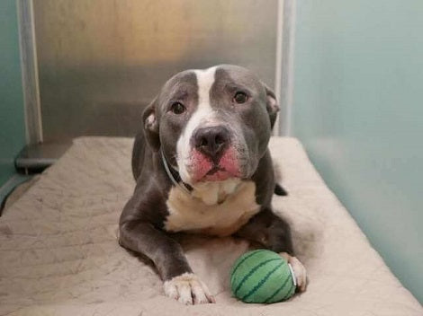 Family Dumps Heartbroken Pup In Shelter Because Of A Reason You Won't Believe. This Is Just Sad
