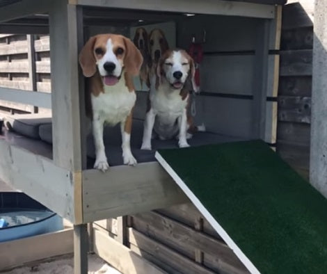 This Is Probably The Most Awesome Dog-House On The Planet!