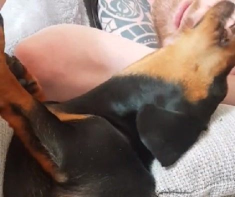 Adorable Pup Lying In Bed Decides To Get Creative! Take A Look At This!