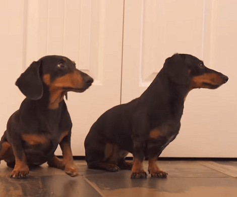 Adorable Pups Left Alone Make A Huge Mess, Then Clean Up Just On Time!