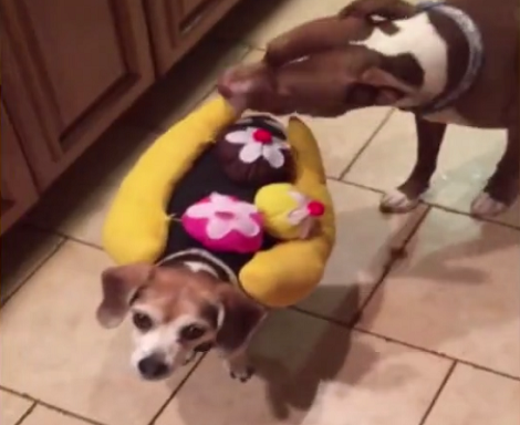 The True Spirit Of Halloween Really Got This Pup Dressed As A Banana Split!