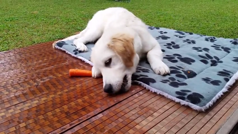 All Puppies Love To Snack, But Wait Till You See What This Pup's Snacking On!