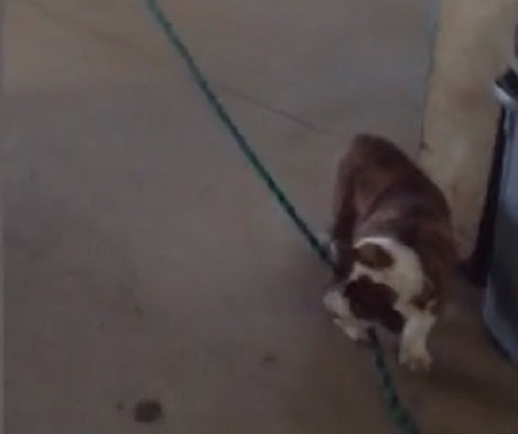 Friendship Is A Beautiful Thing And This Pup Promises To Stay Best Friends With A Horse!