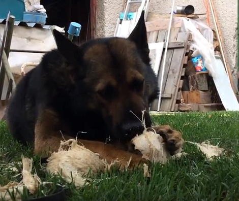 This Adorable Pup Has Learned How To Play With Coconuts In The Most Unusual Way!