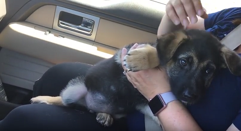 This Mom Is About To Surprise Her Daughter With This Adorable Pup! Aww!!