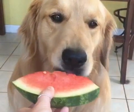 Watch How This Adorable Pup Eats A Watermelon Like A Gentleman!