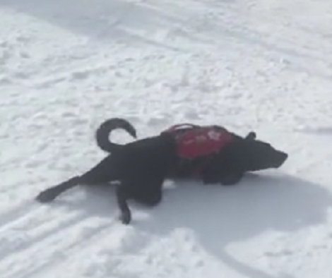 As Soon As They Rescued This Pup, He Starts Sliding On Snow!
