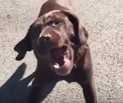 What Happens When We Spray Our Pups With Water? Hilarity Ensues!