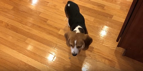 This Adorable Pup Wants More Dinner. What He Does For It? Aww!