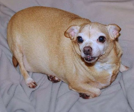 Woman Spots Overweight Pup, Immediately Decides To Give Him His Best Life!