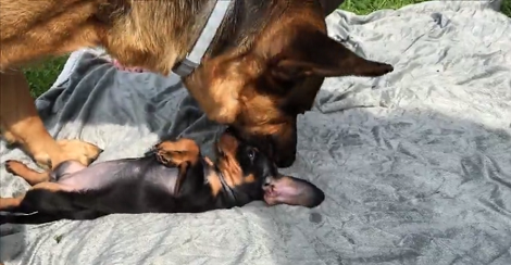 Tiny Adorable Puppy Gets Bathed By His Elder Brother In The Cutest Way Ever!