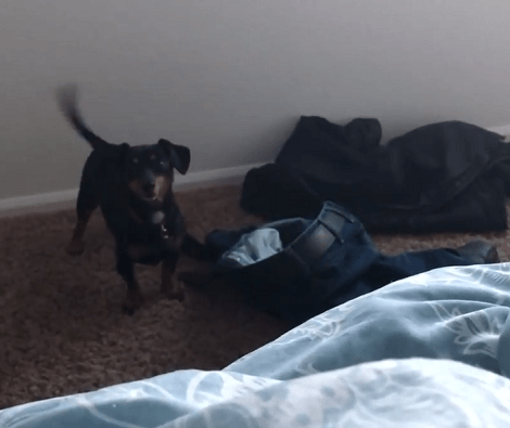 The Morning Routine Of This Adorable Pup Is Going To Bring A Smile To Your Face!