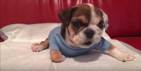 Adorable Pup Rescued From Breeder Gets A New Set Of Wheels To Move Around