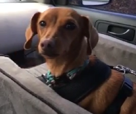 This Pup Can't Wait For The Car To Start! Why? He's Going To His Grandparent's House!