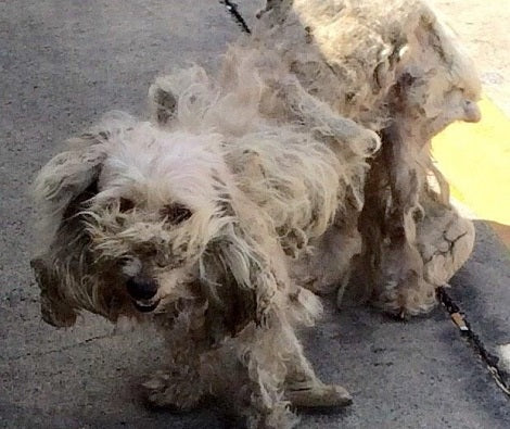 Severely Matted Pup Finds The Perfect Person To Help Her Heal