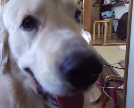 Adorable Pup Gets Curios... Stands By The Fan Wondering What It Really Is!
