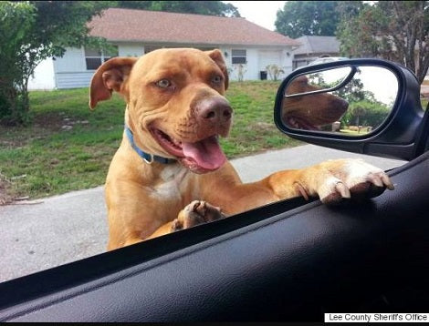 Cops Respond To An Emergency Only To Find Out 'Dangerous' Pup Only Needed Kisses!