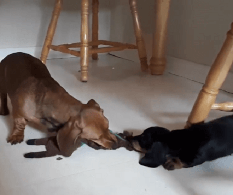 Watch How This Adorable Pup Plays Tug-Of-War With His Mommy!