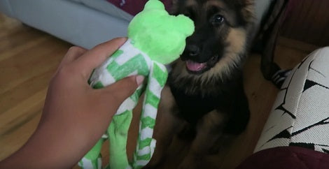 Adorable Pup Couldn't Wait For This Frog To Get Closer To Him! What He Did Next? LOL!