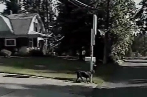 The Door Opened And Their Labrador Came Out. When You See Why? Unbelievable.