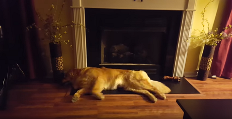 This Pup Is Definitely Dreaming About Competing In The Pup Olympics!