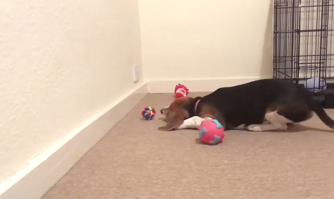 When This Pup Gets A New Toy, He Just Wouldn't Stop Playing With It!