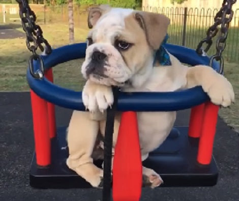 The Amount Of Fun This Pup's Having On The Swing Is Just Adorable!