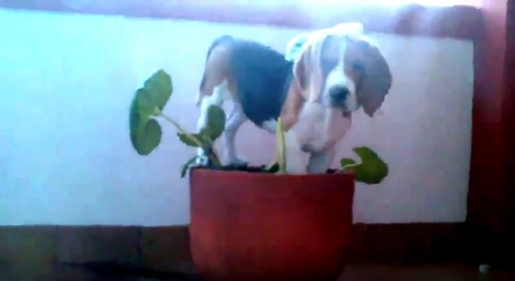 This Pup Wants To Help With Gardening, But How He Does It Is Hilarious!