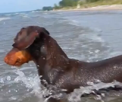 This Adorable Pup Loves The Lake So Much His Excitement Is Uncontrollable!