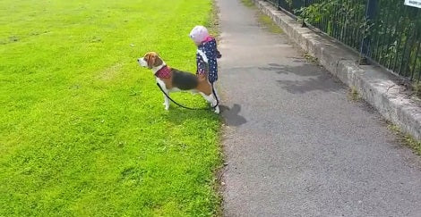This Toddler Is Trying To Walk Her Pup... And The Struggle Is Real!