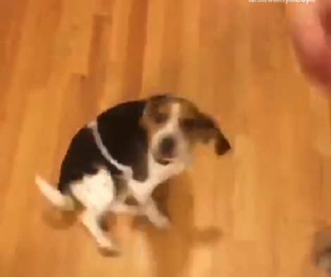 Wait Till You See How This Adorable Puppy Earns Her Treat!
