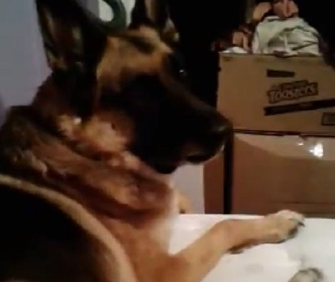 As Soon As This Pup Hears The Police Siren, He Knows Exactly What To Do!