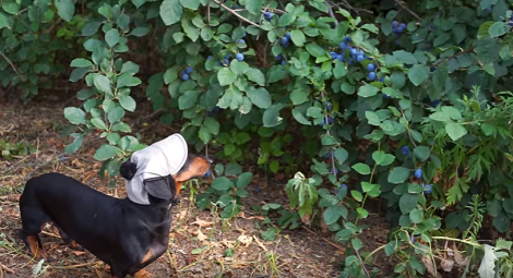 This Adorable Pup Wants To Be A Gardener, And He's Doing An Awesome Job Already!