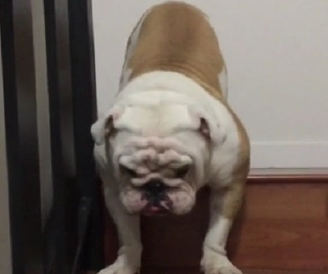This Fluffy Pup Wanted To Stay Upstairs, But Daddy Asked Him To Come Down. His Reaction? LOL!