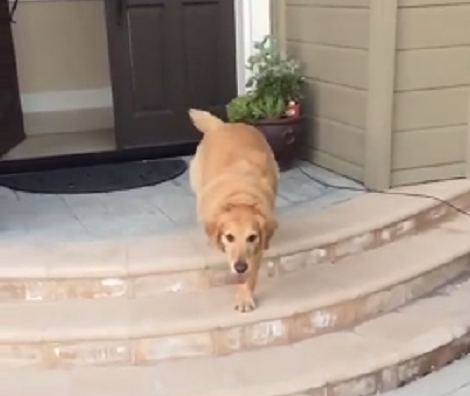 This Cute Pup Is About To Catch A Ball... But Misses It Altogether!