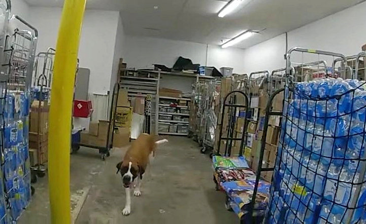 Dog Goes Window Shopping At Dollar General And Refuses To Leave