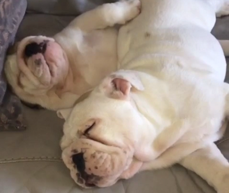 If You Want Your Heart Melted Check Out These Two Pups Cuddling Each Other!