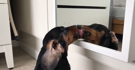 Adorable Dachshund Kisses Her Own Reflection In The Mirror!