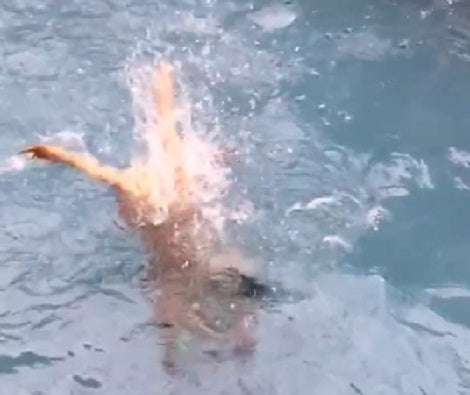 Adorable Pup Jumps In The Pool To Retrieve His Toy!