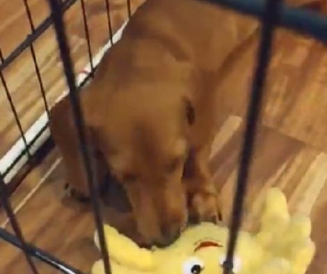This Adorable Pup Loves His New Toy So Much His Others Toys Are All In Disbelief!