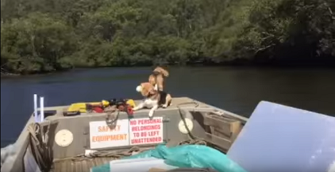 These Pups Are The Happiest Today Because They're Out Boating!