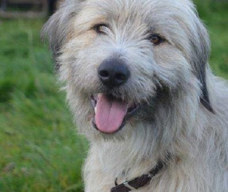 Watch How This Adorable Rescue Pup Fails Agility Test But Wins Everyone's Heart!