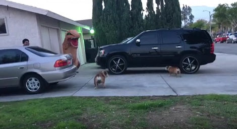 These Pups Spotted A T-Rex. How They Reacted? I Can't Stop Laughing!