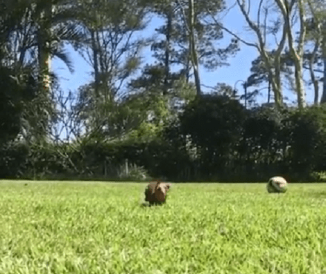 This Adorable Pup's Slo-Mo Run Is Going To Make You Smile!