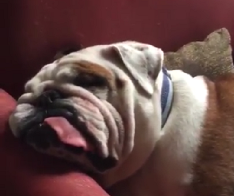 After Hours Of Playing This Pup Has Finally Passed Out And It's Hilarious!