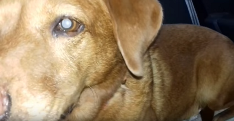 This Pup Absolutely Hates Car Rides Because She Gets Too Anxious And Scared