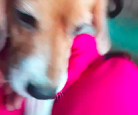 This Adorable Pup Wants To Go Out For A Walk! Check Out His Reaction!