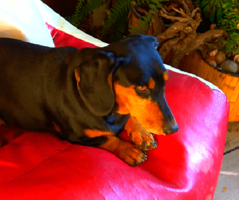 These Pups Are About To Battle A Watermelon! The Results Are Hilarious!